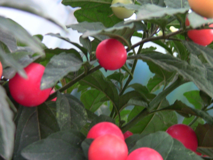 Solanum capsicastrum - plantele mele