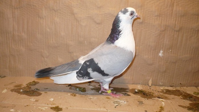 Dat in Cobadin la Osbai - D- Porumbei JUCATORI DE GALATI VANDUTI Album 1