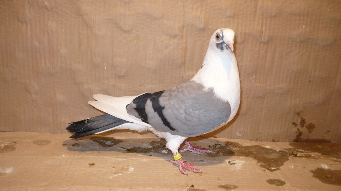 Data in Cobadin la Osbai - D- Porumbei JUCATORI DE GALATI VANDUTI Album 1