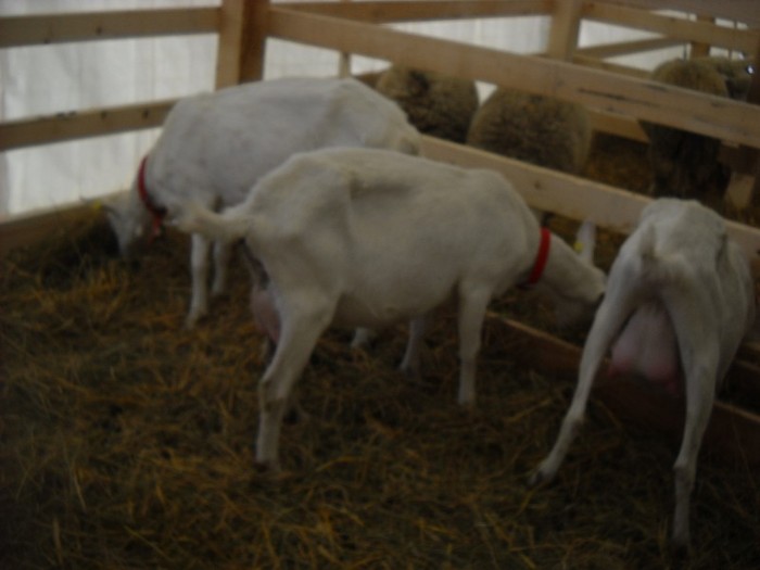 DSCN1672 - Z - Indagra 2011