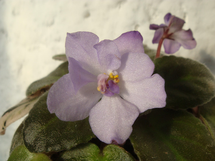 Rob`s Pewter Bells - Violete