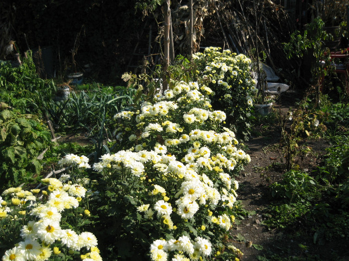 Au inflorit tufanelele - Flori in gradina de legume 2011
