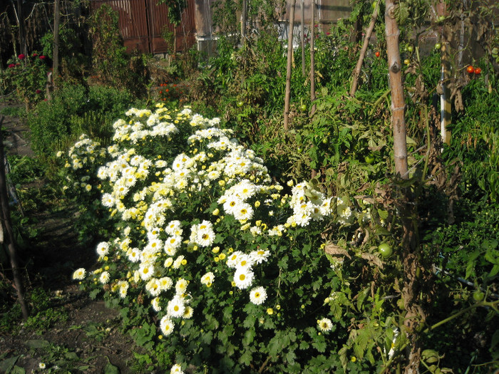 Tufanele,oct.2011 - Flori in gradina de legume 2011