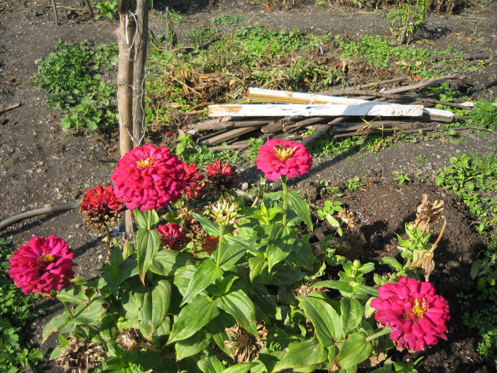 Ultimile carciumarese,oct.2011 - Flori in gradina de legume 2011