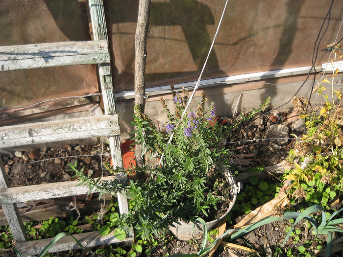 Isop,oct.2011 - Flori in gradina de legume 2011