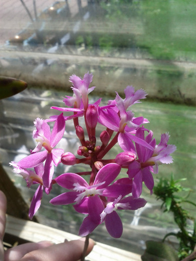 18.10.11 - Epidendrum