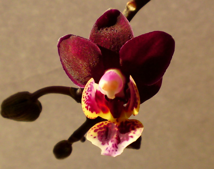 Phal. I-Hsin 'Black Jack' - Orhidee phalaenopsis