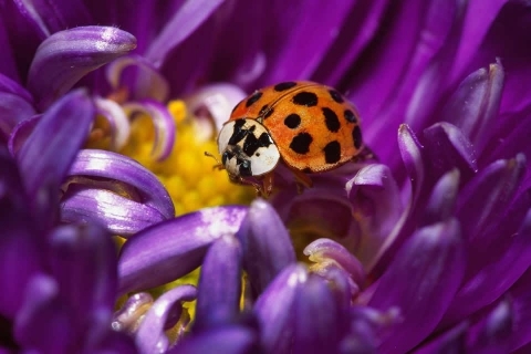 resized_mari-fotografii-wallpapers-imagini-desktop-5 - POZE DESKTOP