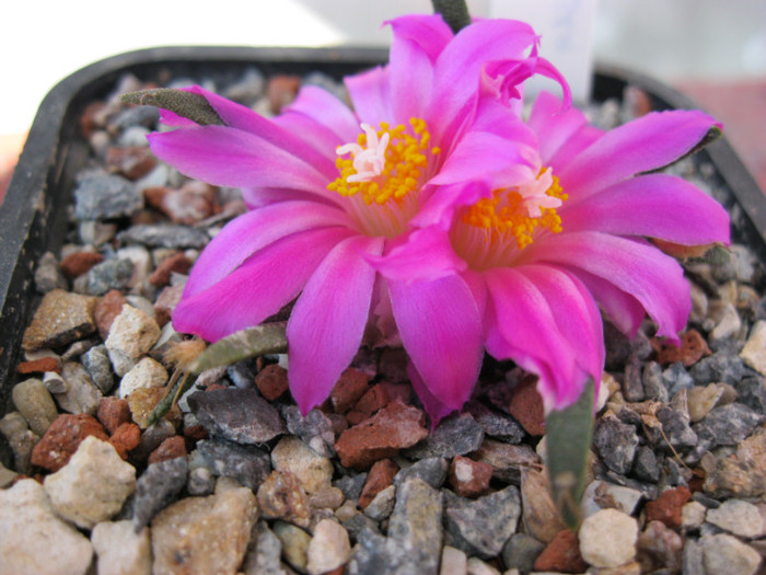 A. agavoides