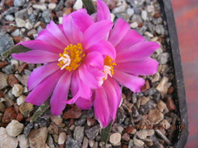 kk 340 - Ariocarpus agavoides