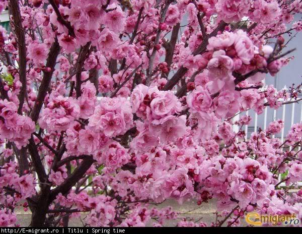 Spring_time-46c1b8e4e91f409d40167d2 - POZE DESKTOP