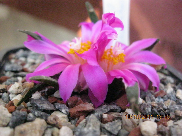 kk 341 - Ariocarpus agavoides