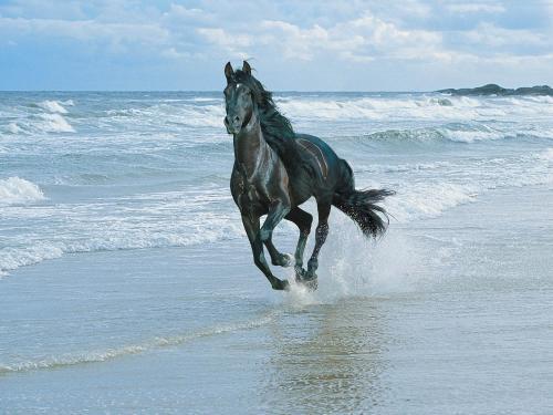 Poze Superbe de la Mare Imagini cu Cai in Valuri - poze animale