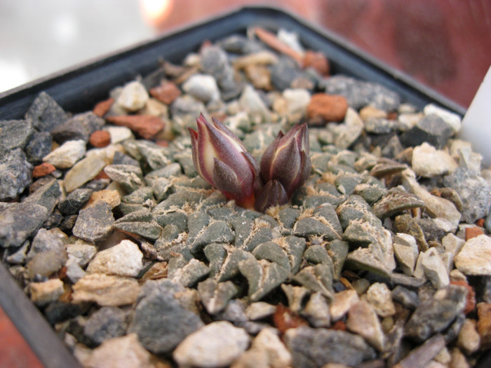 v. albiflora - Ariocarpus kotschoubeyanus