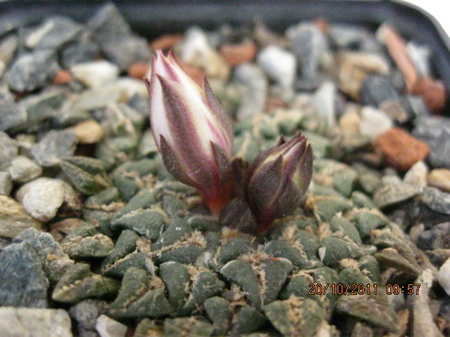 v.albiflora - Ariocarpus kotschoubeyanus