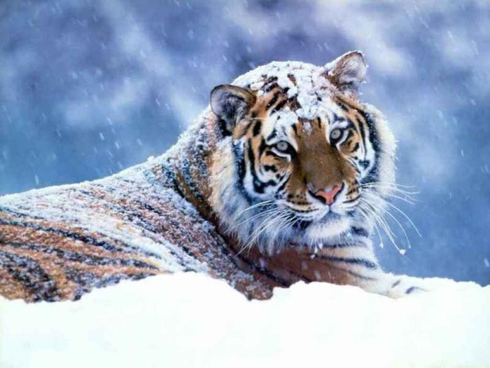 Tiger_in_Snow-wallpapers_800x600 - poze animale