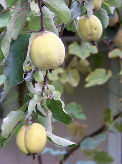 101_0045 - Octombrie 2011 flori