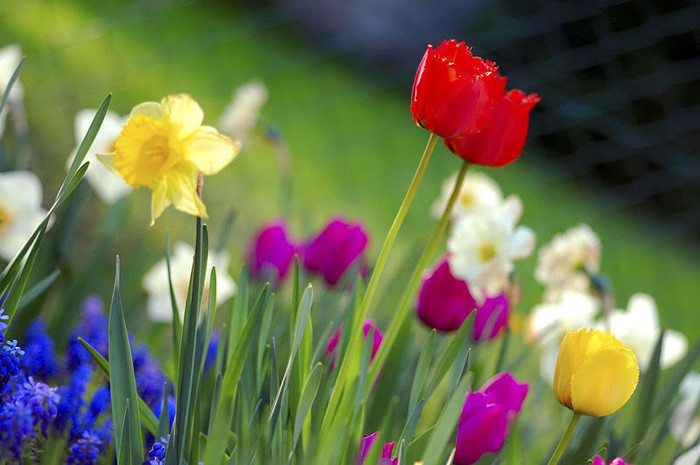 800px-Colorful_spring_garden - poze flori