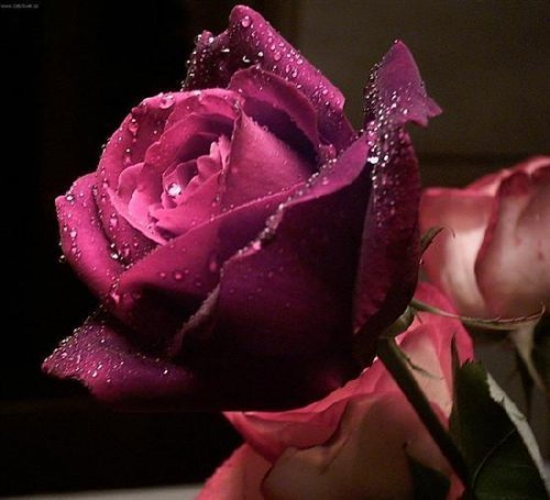 40910689_NJVOLBCHS - poze flori