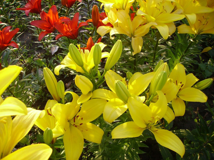 crinii-nostri-poza-23-37781x1024 - poze flori