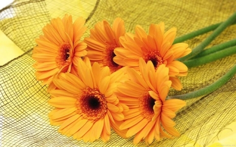 resized_flori_32 - poze flori