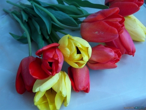 resized_flori_48 - poze flori