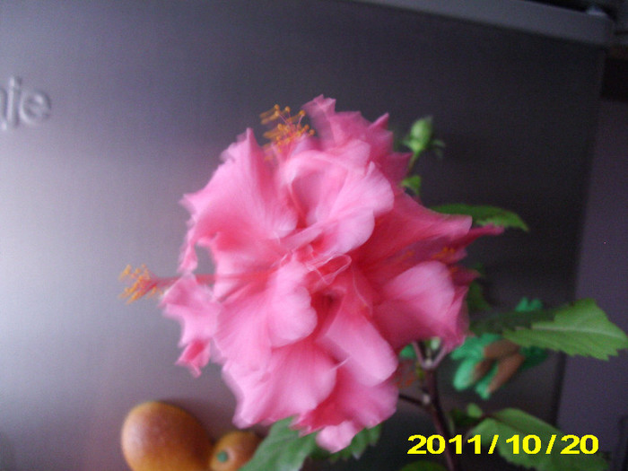 Picture 003 - hibiscus
