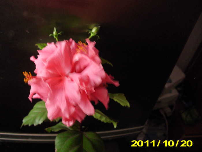 Picture 005