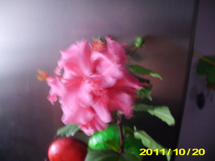 Picture 006