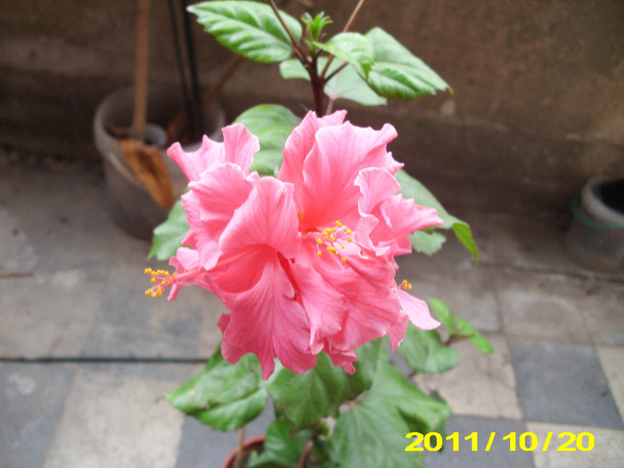 Picture 014