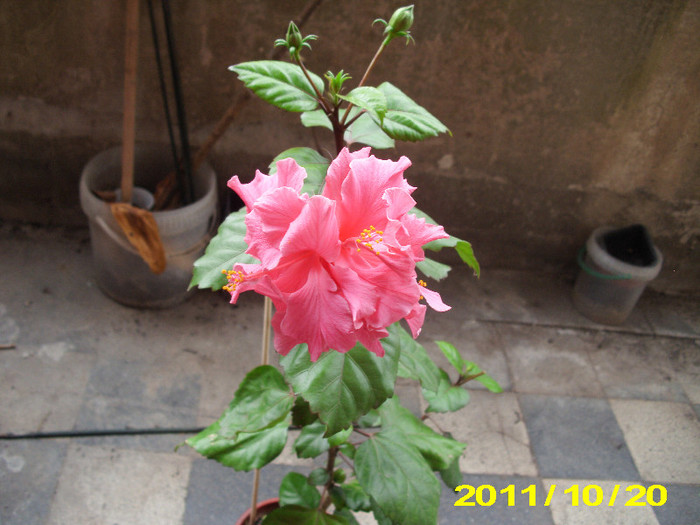 Picture 015