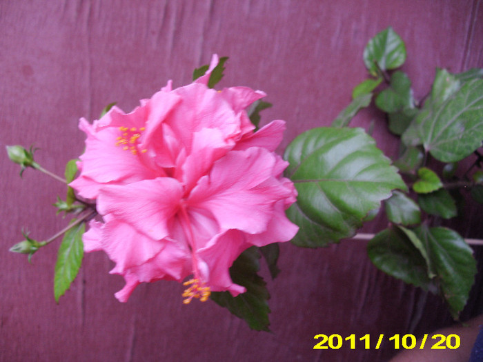 Picture 011