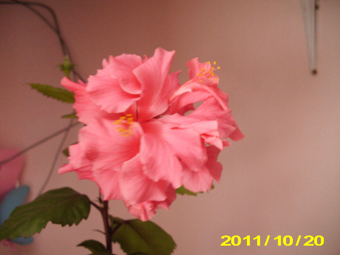 Picture 018
