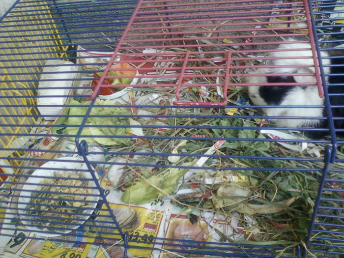 my pictures- octombrie 2011 084; ernie , in vacanta la tara ...
