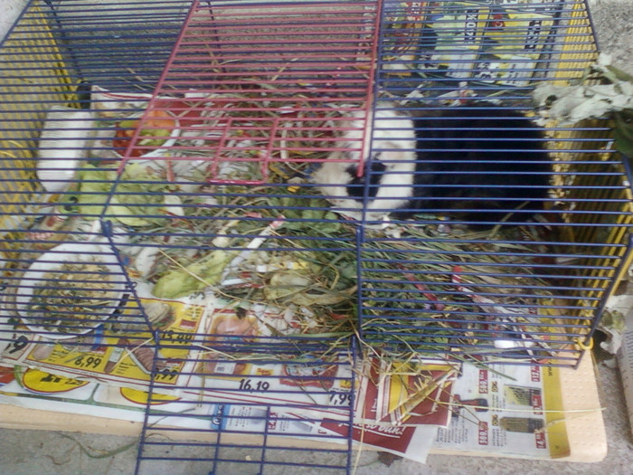 my pictures- octombrie 2011 085