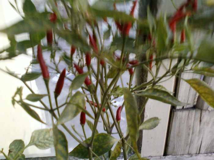 my pictures- octombrie 2011 015