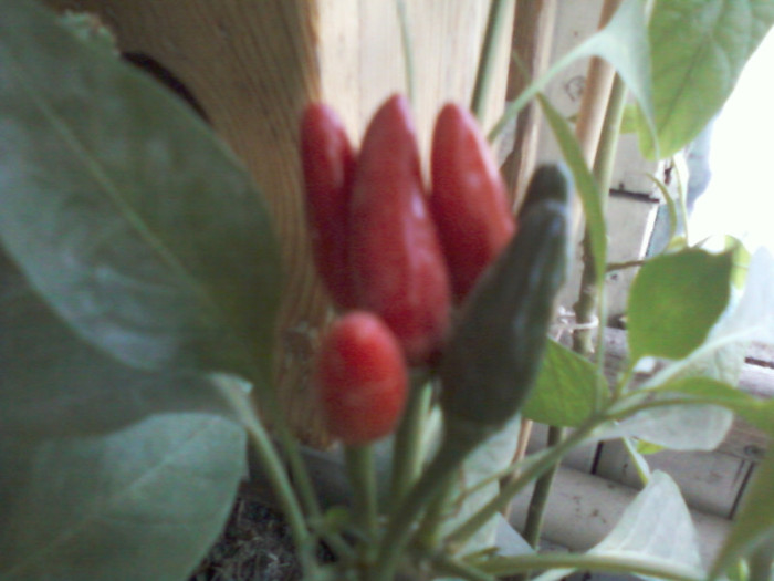 my pictures- octombrie 2011 019