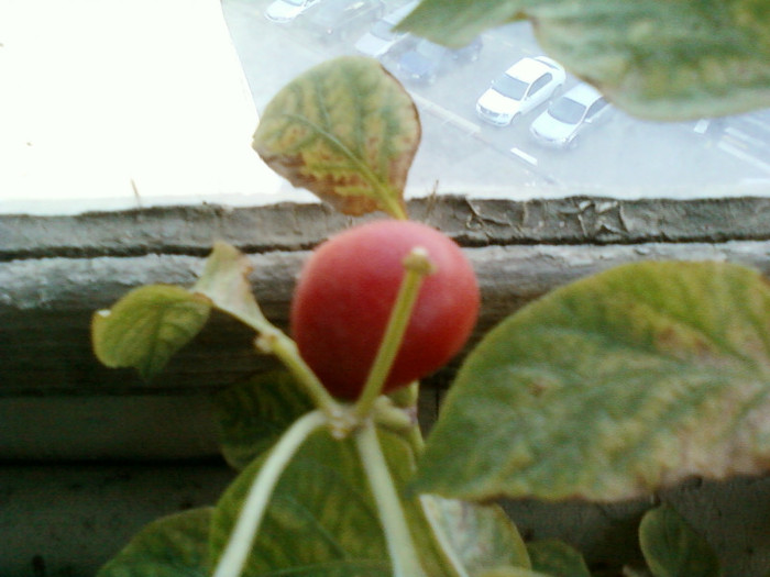 my pictures- octombrie 2011 020 - ardei iuti si plante aromatice