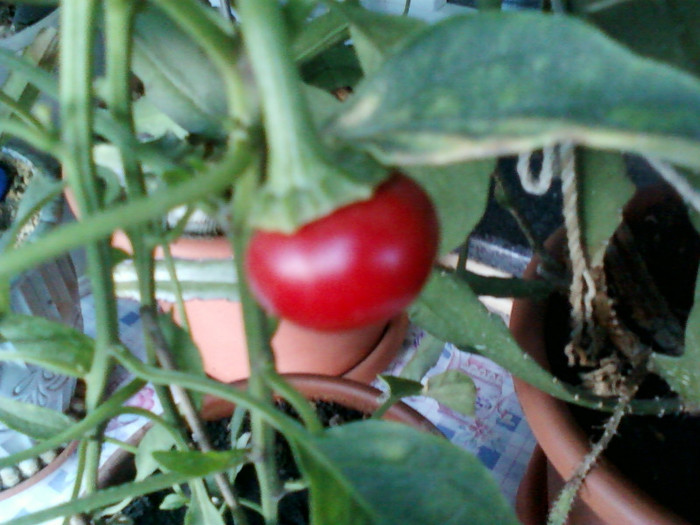 my pictures- octombrie 2011 021