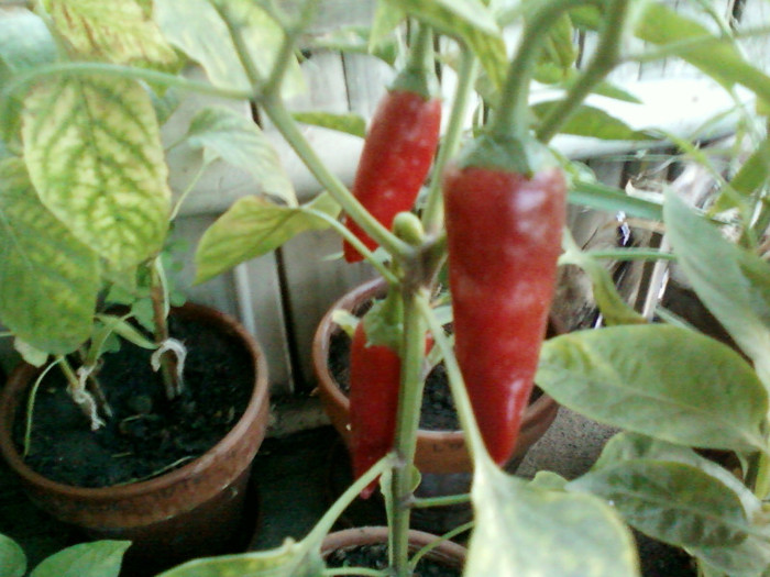 my pictures- octombrie 2011 022