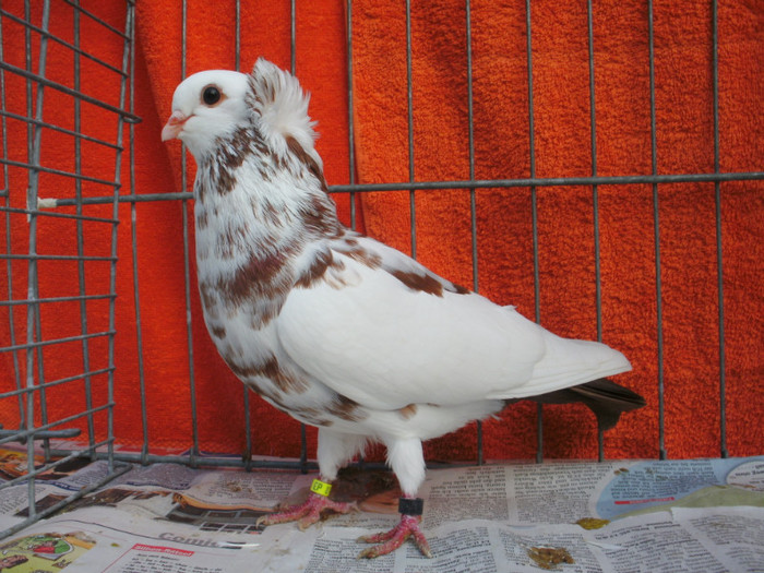 Sathmarer 2011 212; pui 2011
