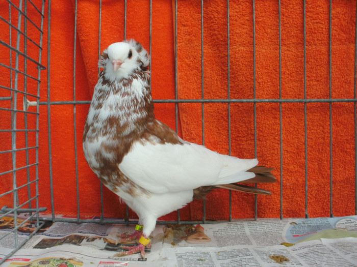 Sathmarer 2011 216; Pui 2011
