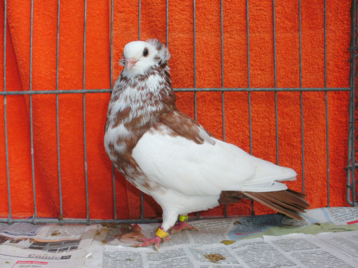 Sathmarer 2011 218; Pui 2011
