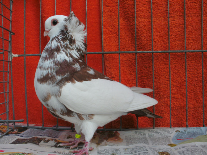 Sathmarer 2011 224; un cap si un moti exceptional
