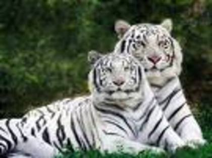 5 - tigri
