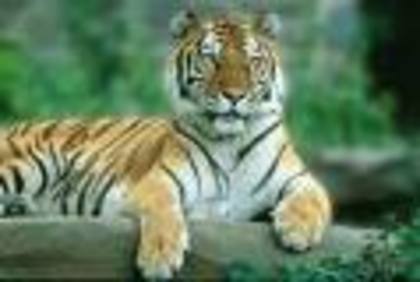 7 - tigri