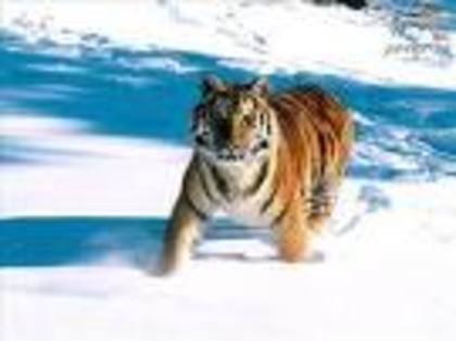 11 - tigri
