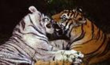 15 - tigri