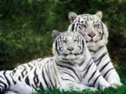 17 tigri albi - tigri