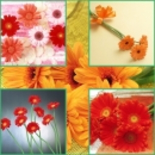 3506723 - poze flori